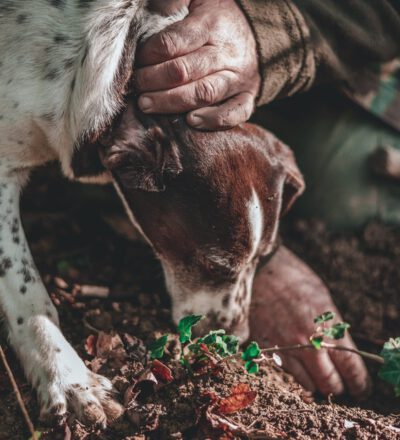 Truffle Hunting tour