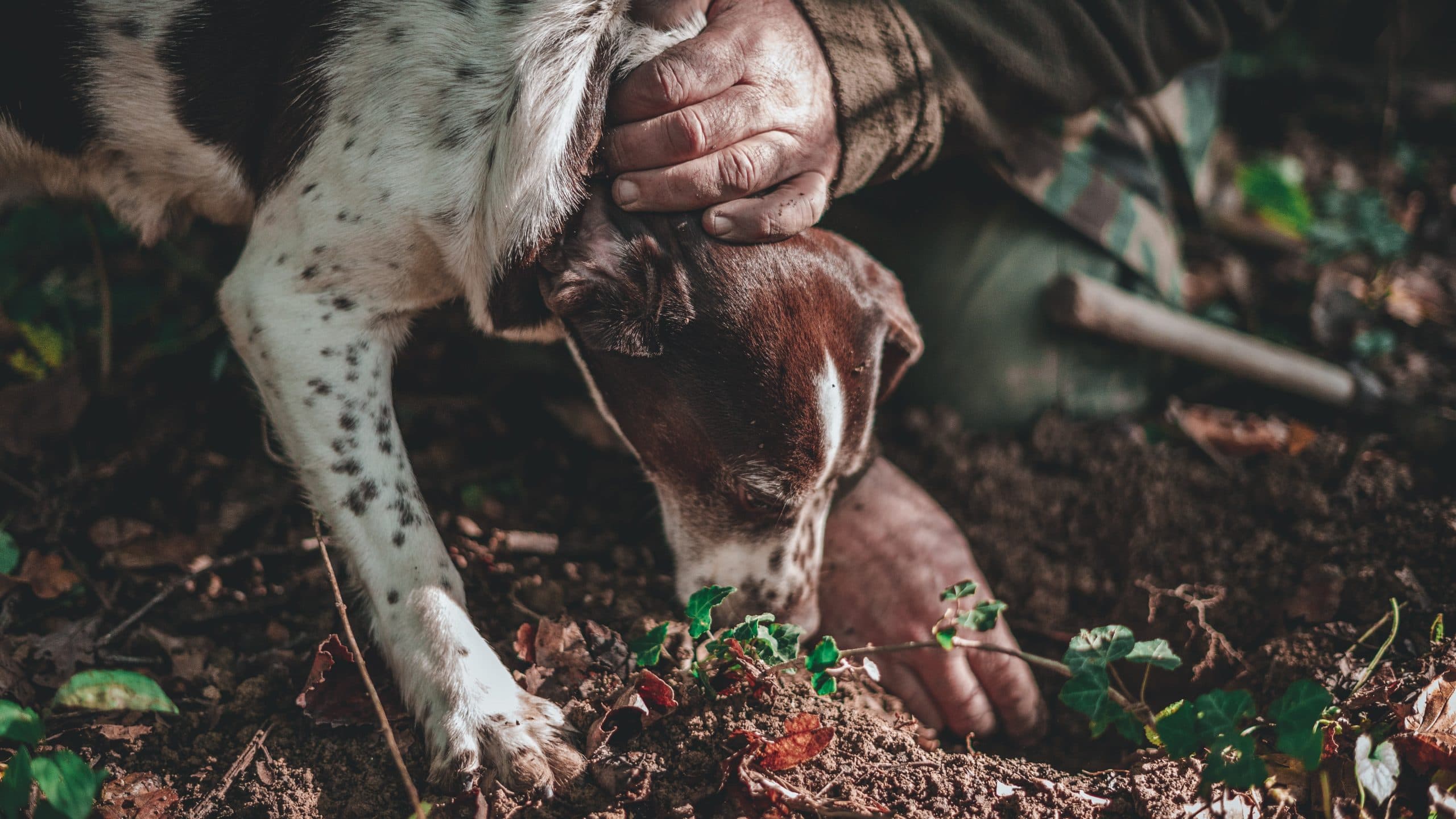 Truffle Hunting tour